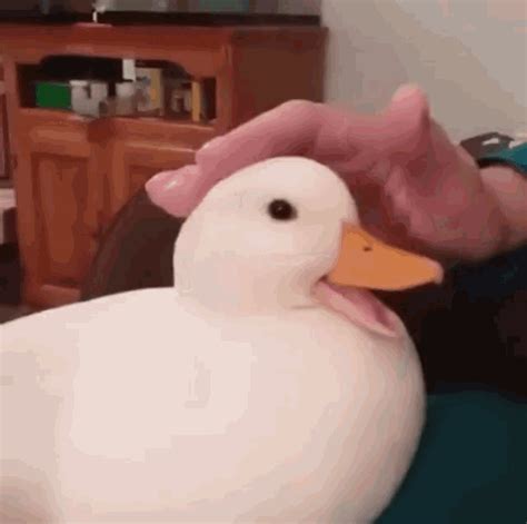 funny duck gifs|More.